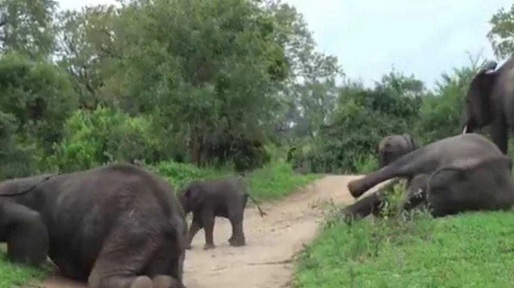 مجموعة فيلة تتعرض للسكر بعد تناول ثمار المارولا المخمرة .. فيديو