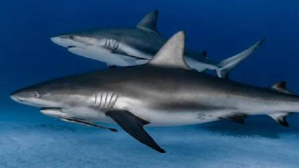 سائحة تتعرض لهجوم سمكة قرش أثناء الغطس في البرازيل