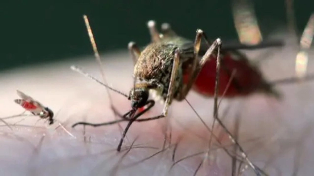 دراسة حديثة :  فوائد محتملة لدواء تقليدي في تعزيز استجابة الجسم ضد الملاريا