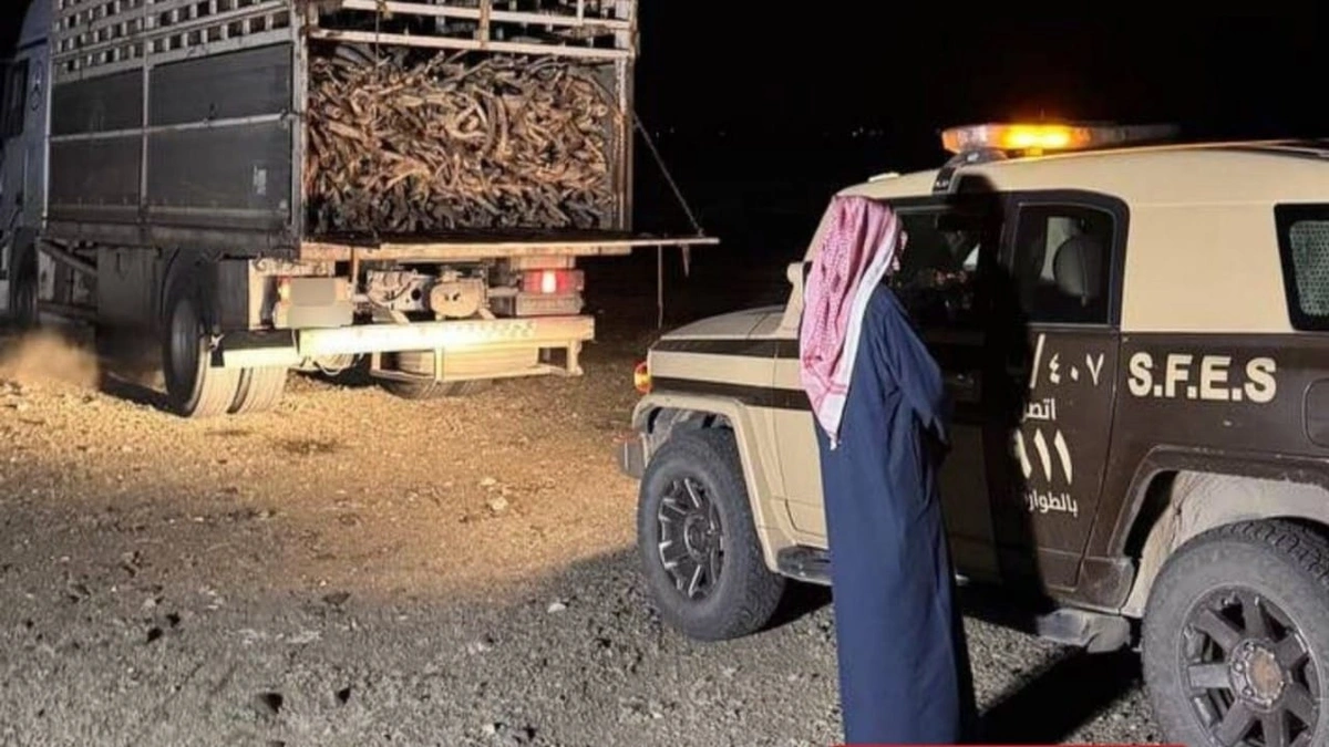 ضبط مواطنًا لنقله حطبًا محليًا في المدينة المنورة
