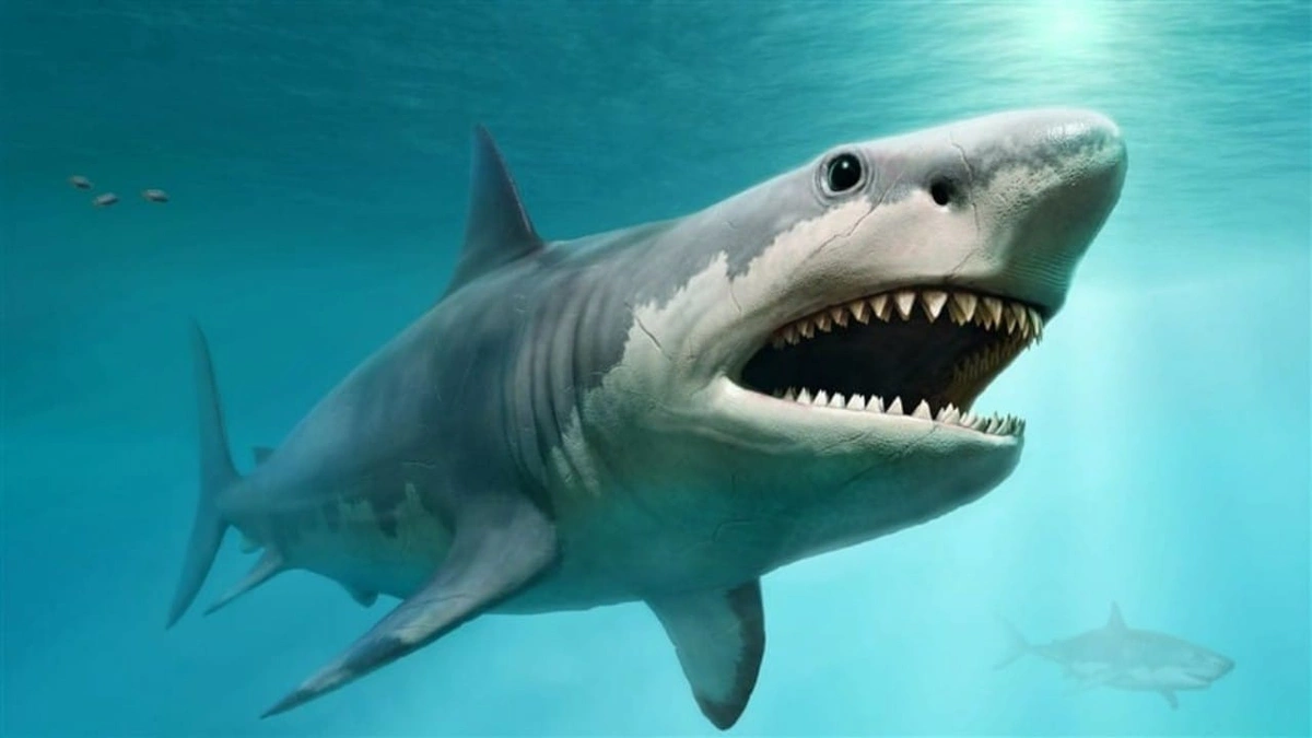 سمكة قرش تنهي حياة صبي في أستراليا