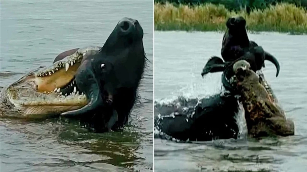 نهاية غير متوقعة لصراع عنيف بين تمساح وجاموس ضخم.. فيديو