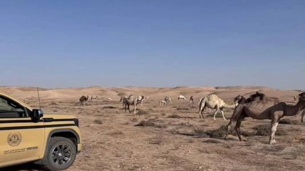 ضبط مخالف لارتكابه مخالفة رعي في محمية الملك سلمان بتبوك