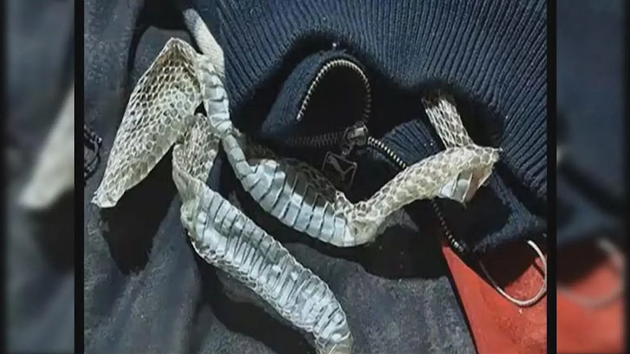 فتاة تلجأ إلى استخدام جلد ثعبان مسلوخ للهروب من الزواج