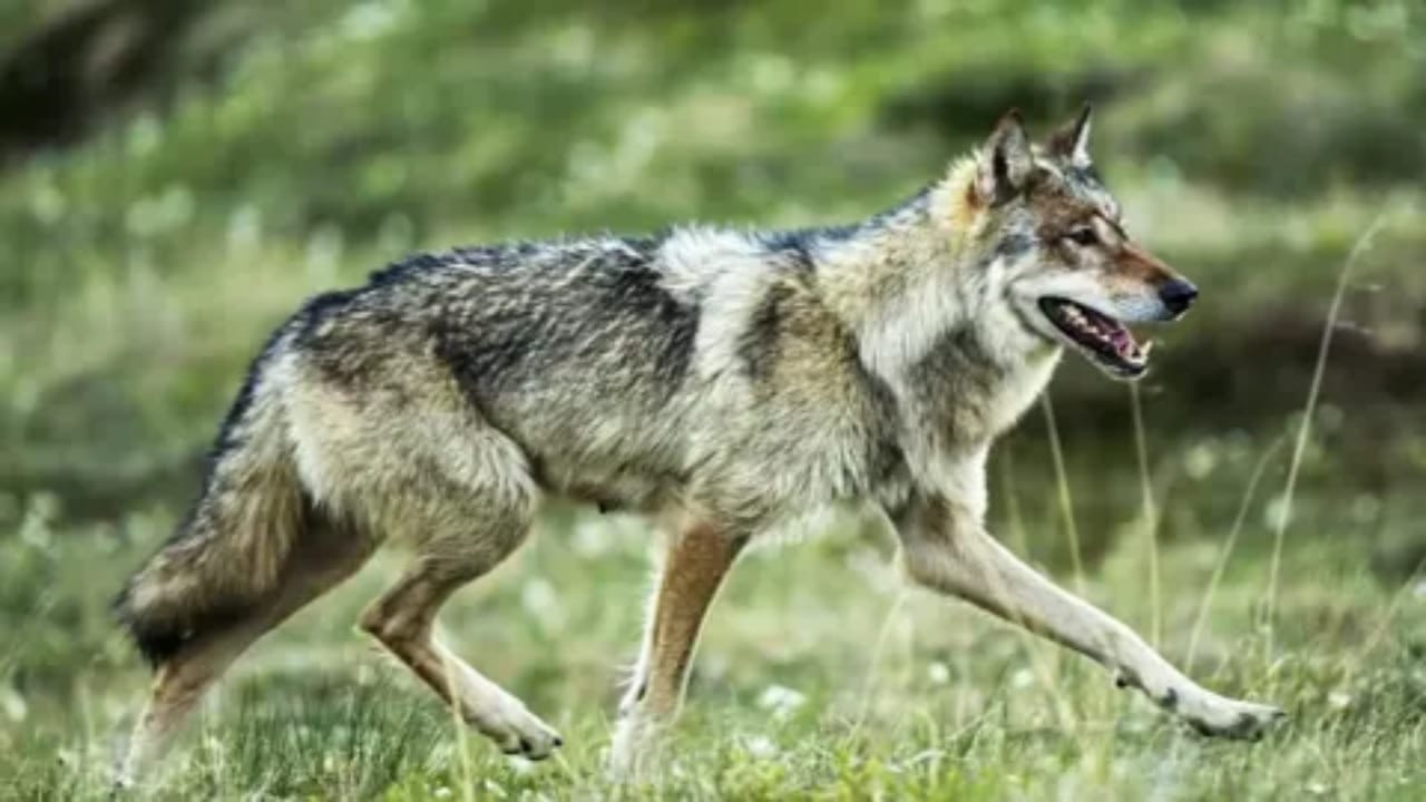 طفل ينجو بأعجوبة من هجوم ذئب ضخم أمام منزله .. فيديو
