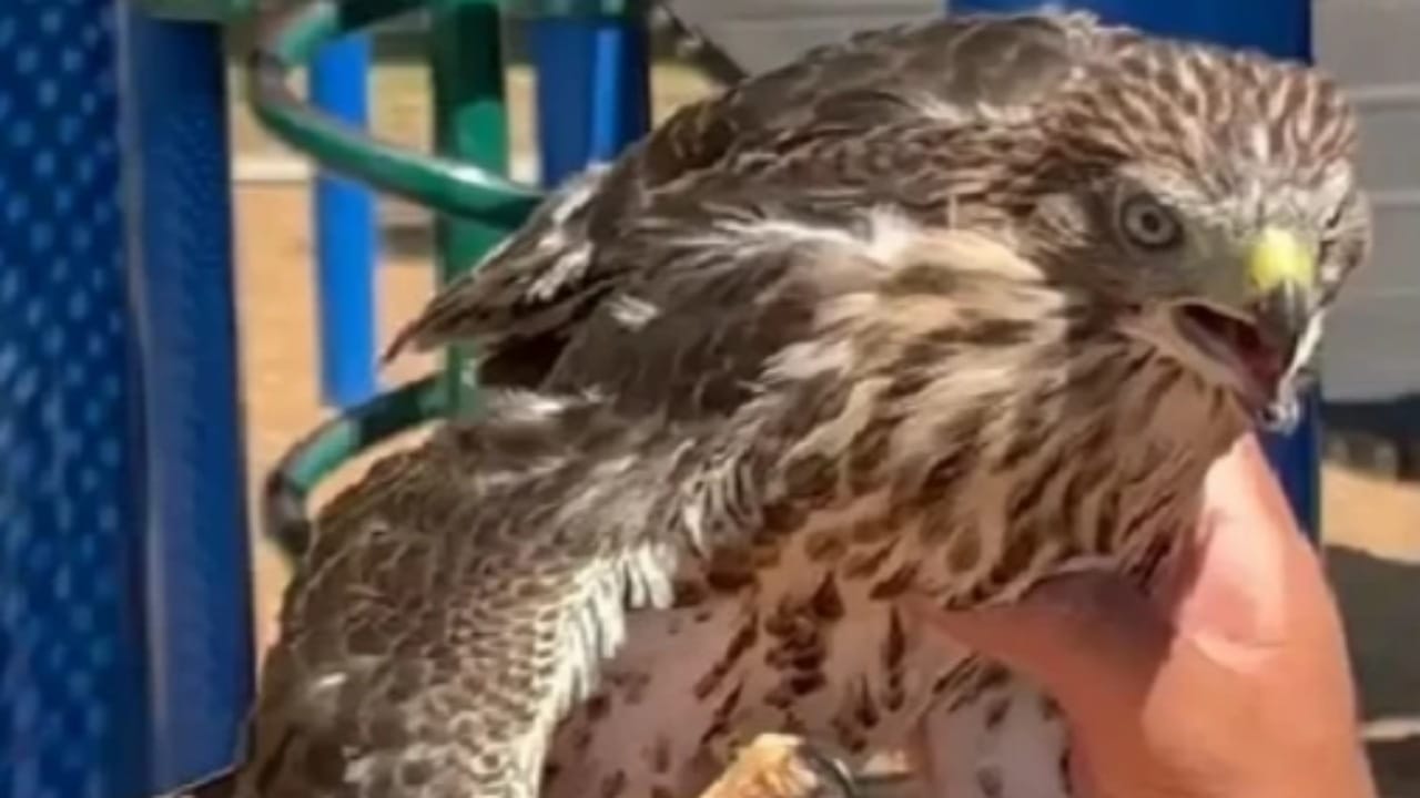 سجن شاب 45 يومًا بعد إرغامه صقرًا على فعل صادم!