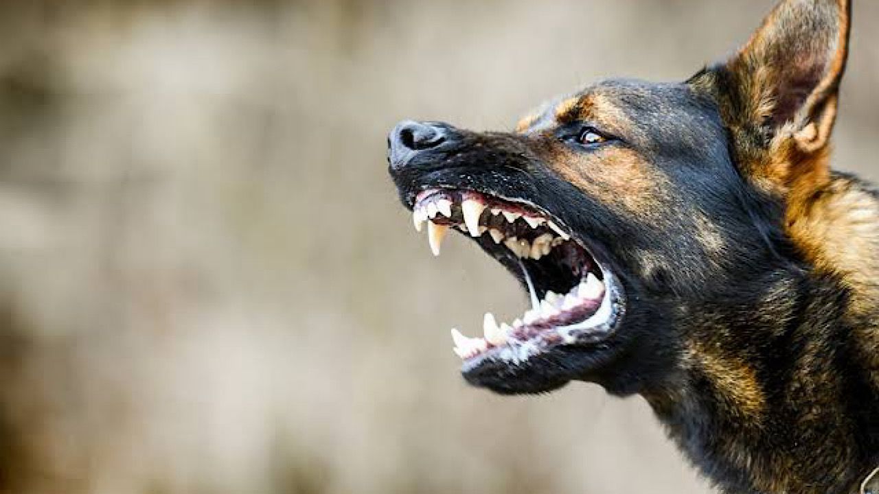 انفجار هاتف ينقذ ميكانيكي برازيلي من هجوم كلاب شرسة