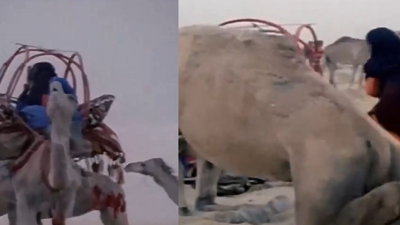 مقطع نادر يوثق بناء الهودج على ظهر الجمل عند بدو العرب قبل 61 عامًا .. فيديو