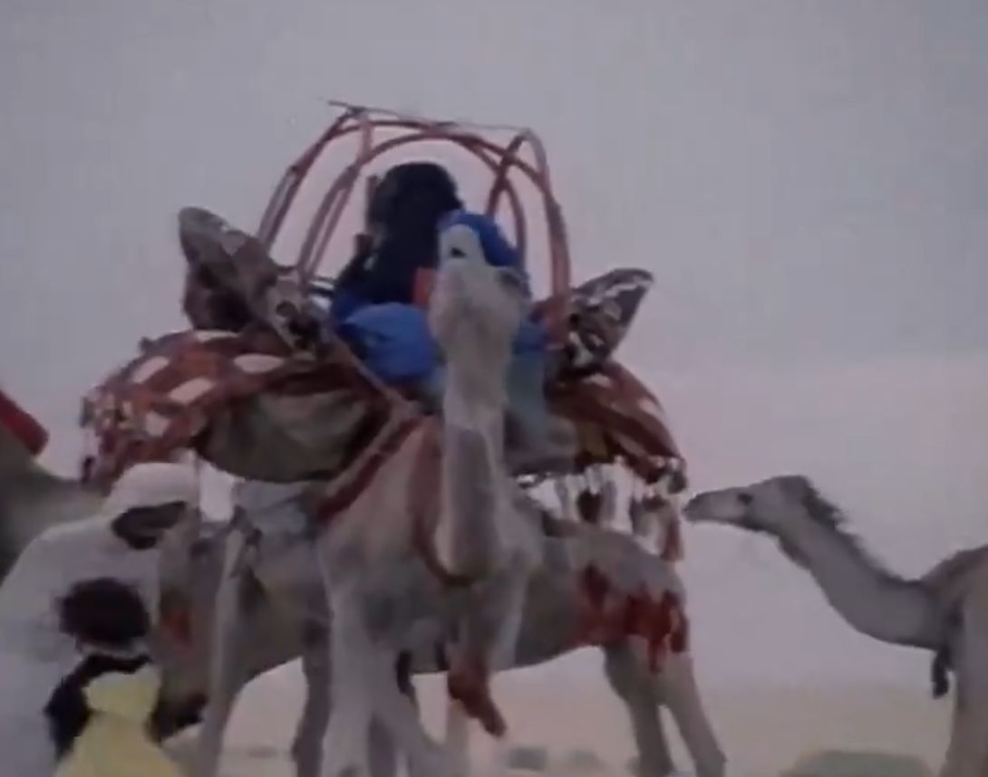 مقطع نادر يوثق بناء الهودج على ظهر الجمل عند بدو العرب قبل 61 عاما .. فيديو