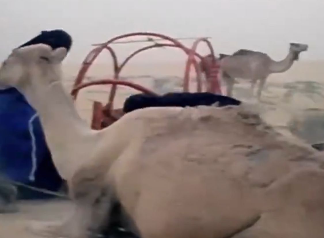 مقطع نادر يوثق بناء الهودج على ظهر الجمل عند بدو العرب قبل 61 عاما .. فيديو