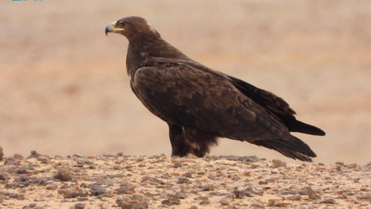 رصد 2850 طائرًا نادرًا بمحمية الملك سلمان الملكية.. صور