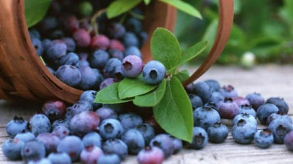 أخصائي يكشف فوائد التوت الصحية