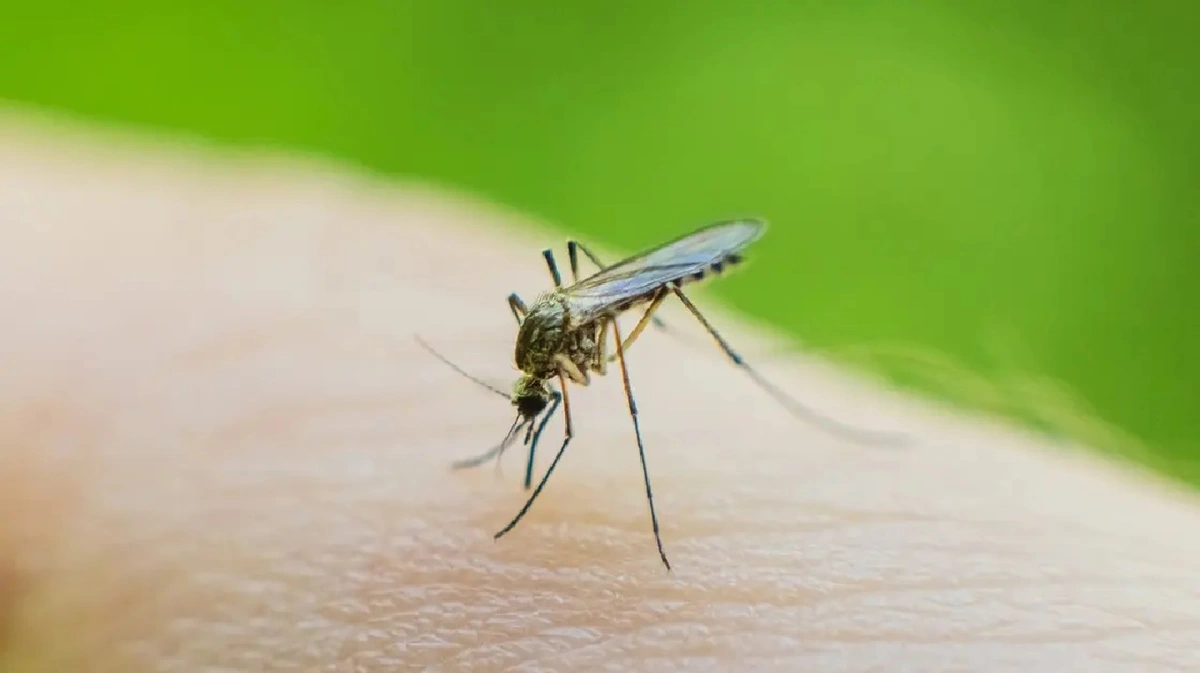 مركب مبتكر يحقق اختراقاً في مواجهة الملاريا