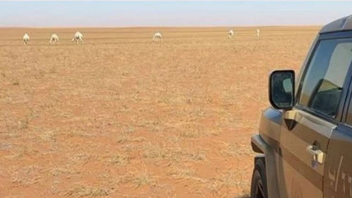 الإطاحة بمواطن لارتكابه مخالفة رعي بمحمية الملك عبدالعزيز الملكية