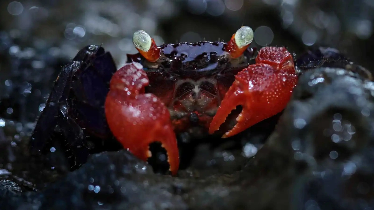 مصرع مدونة طعام بعد تناولها سرطان الشيطان