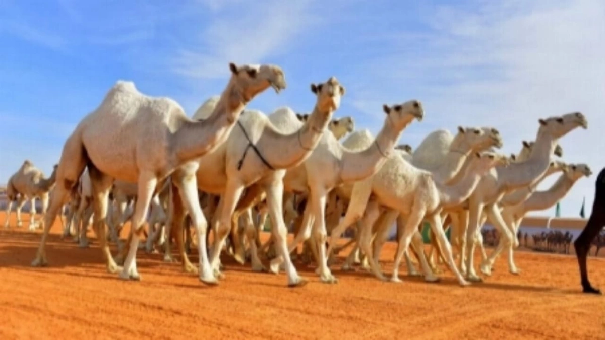 البيئة تطلق جواز سفر الإبل لتنظيم البيع والنقل محلياً ودولياً