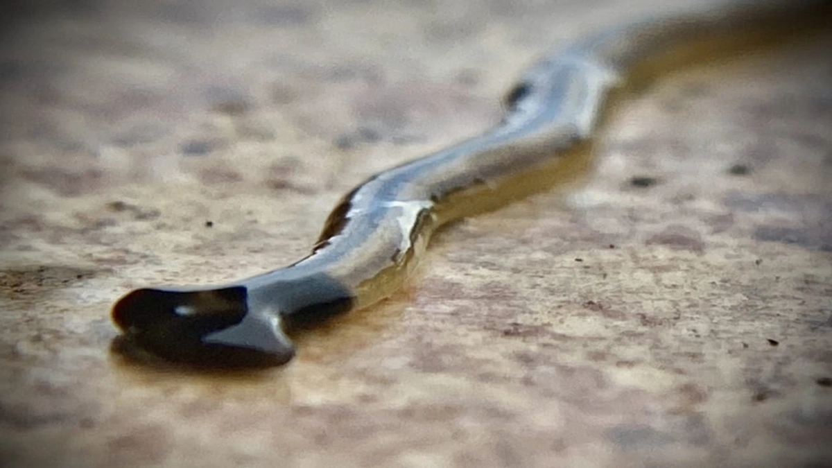 انتشار ديدان مسطحة في أوروبا عبر القطط والكلاب