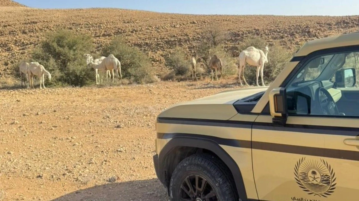 ضبط مخالفًا لنظام البيئة في محمية الملك عبدالعزيز الملكية