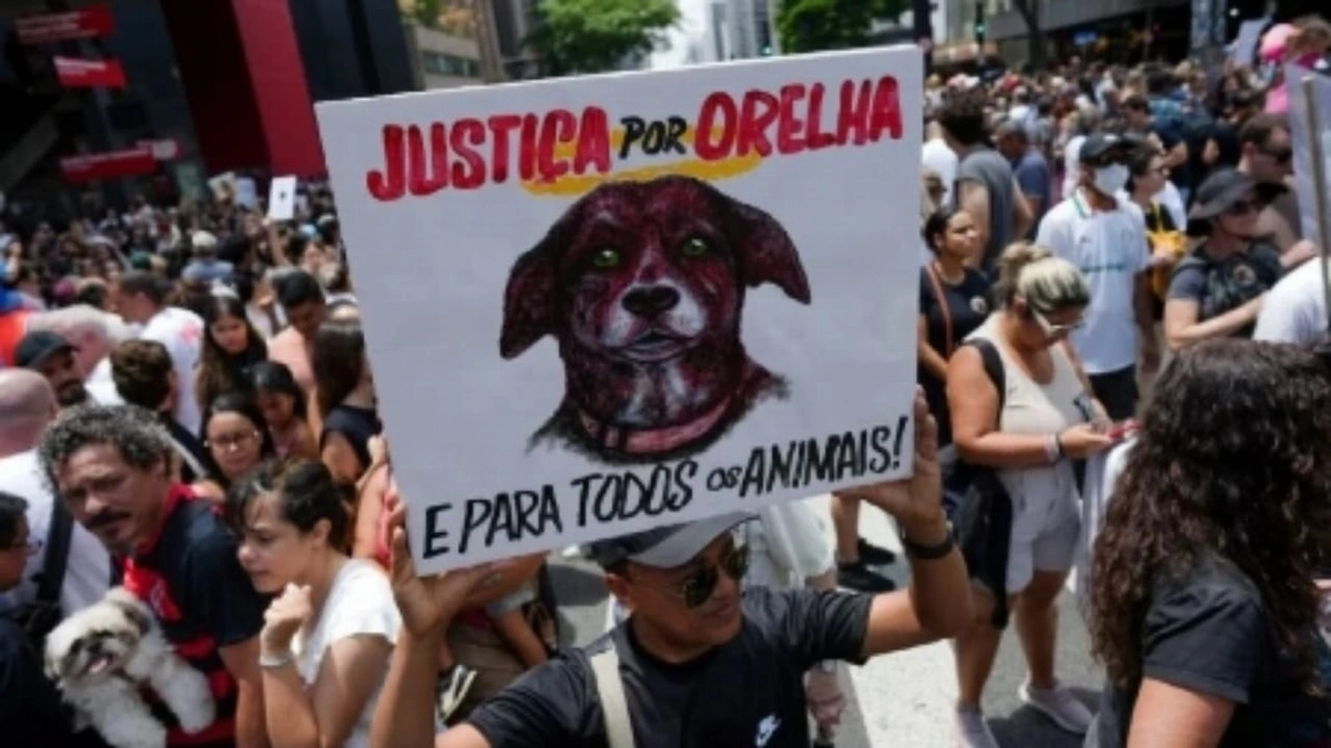 مقتل كلب شوارع يشعل غضب البرازيل واحتجاجات واسعة .. صور