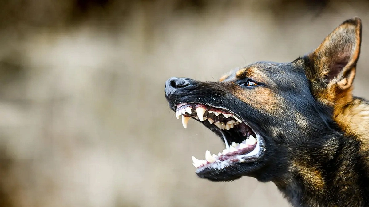 كلب شرس يهجم على 13 شخصاً في قرية مصرية