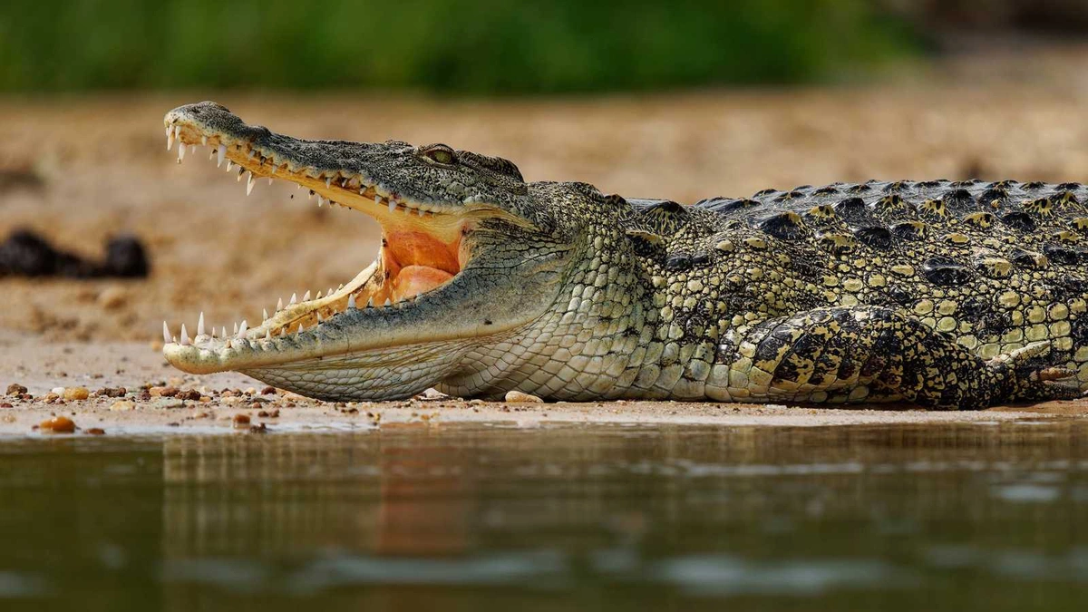 تمساح ينهي حياة صياد أثناء فراره من قطيع أفيال