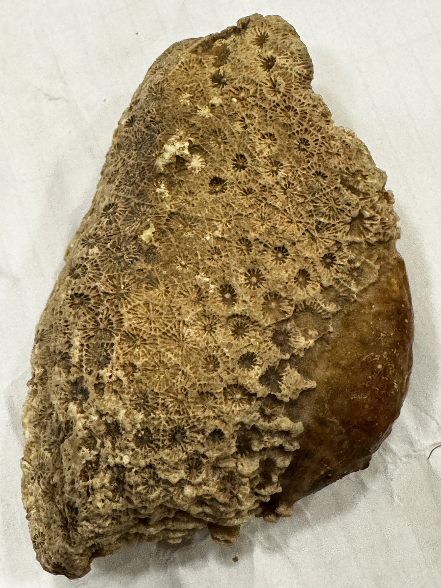 مرجان احفوري متحجر