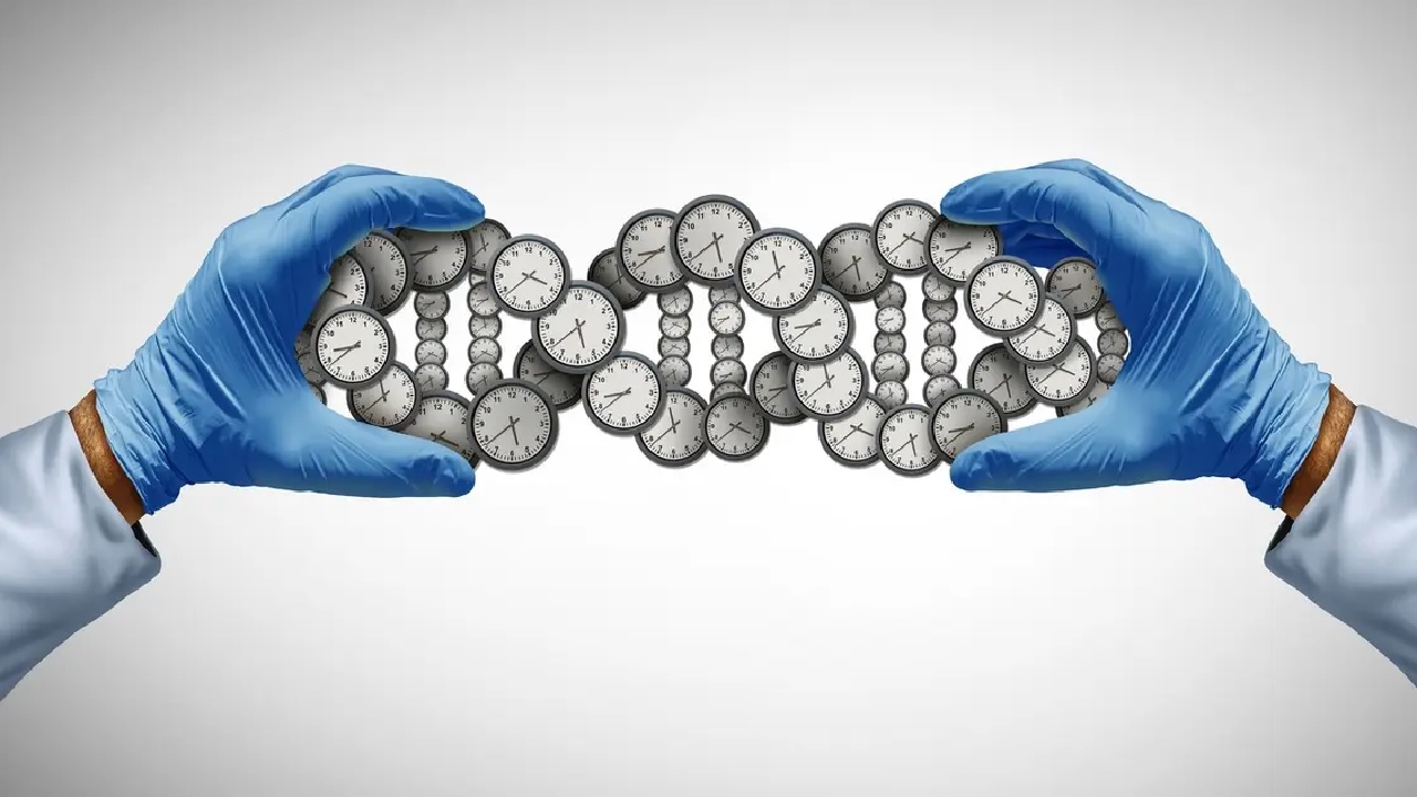 دراسة تكشف السر البيولوجي وراء تسارع الشيخوخة وخطر الوفاة