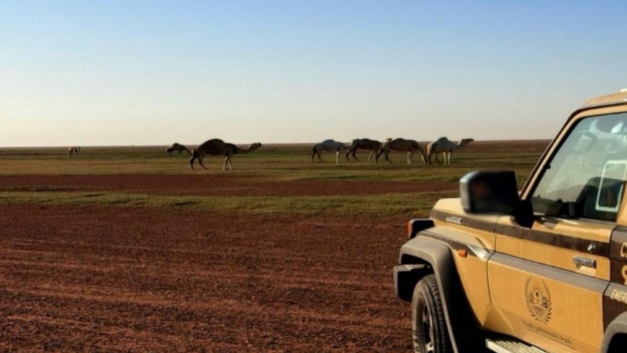 ضبط مواطن لارتكابه مخالفة رعي في محمية الملك عبدالعزيز الملكية