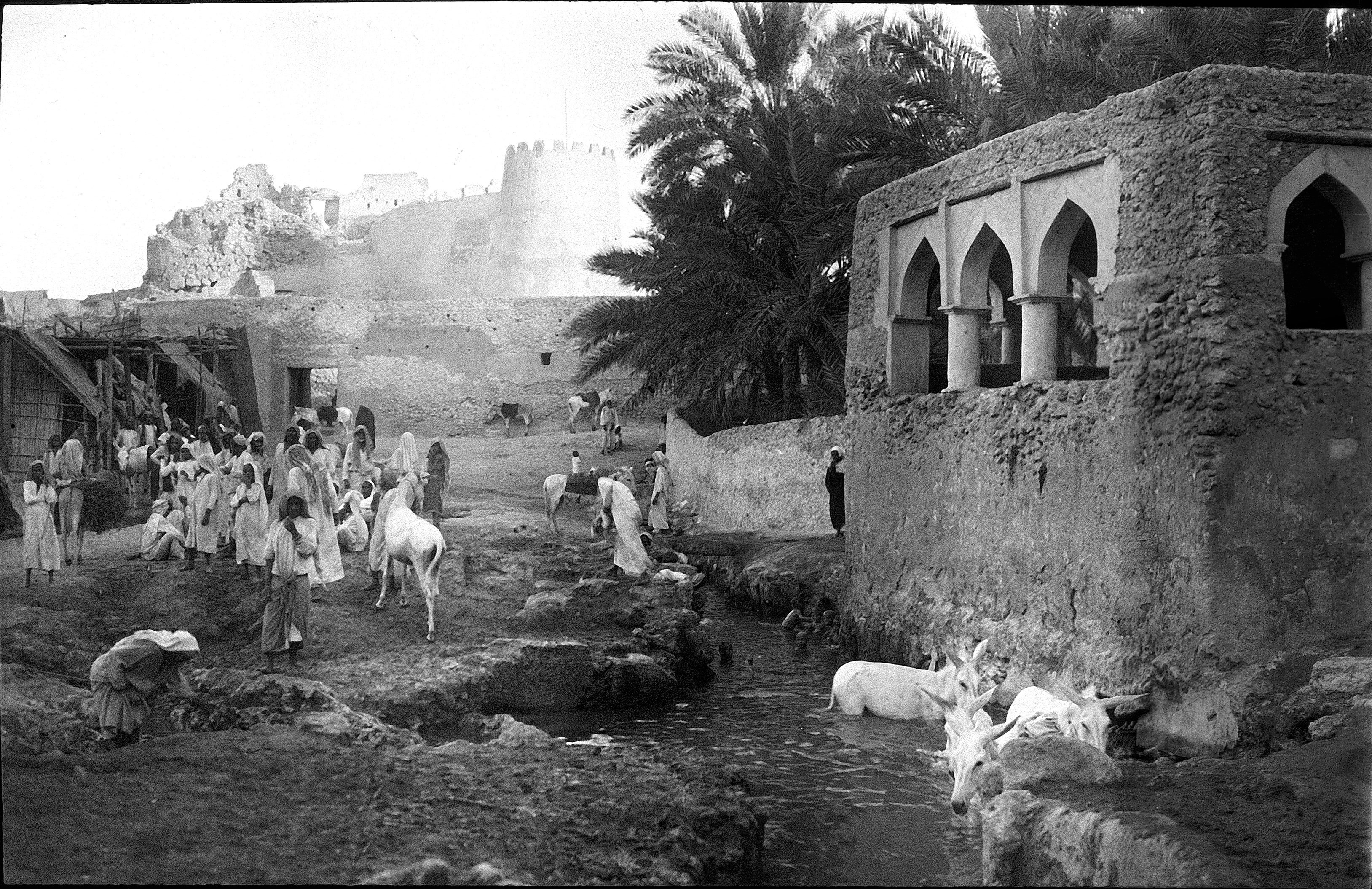 مشهد من جزيرة تاروت بالقطيف