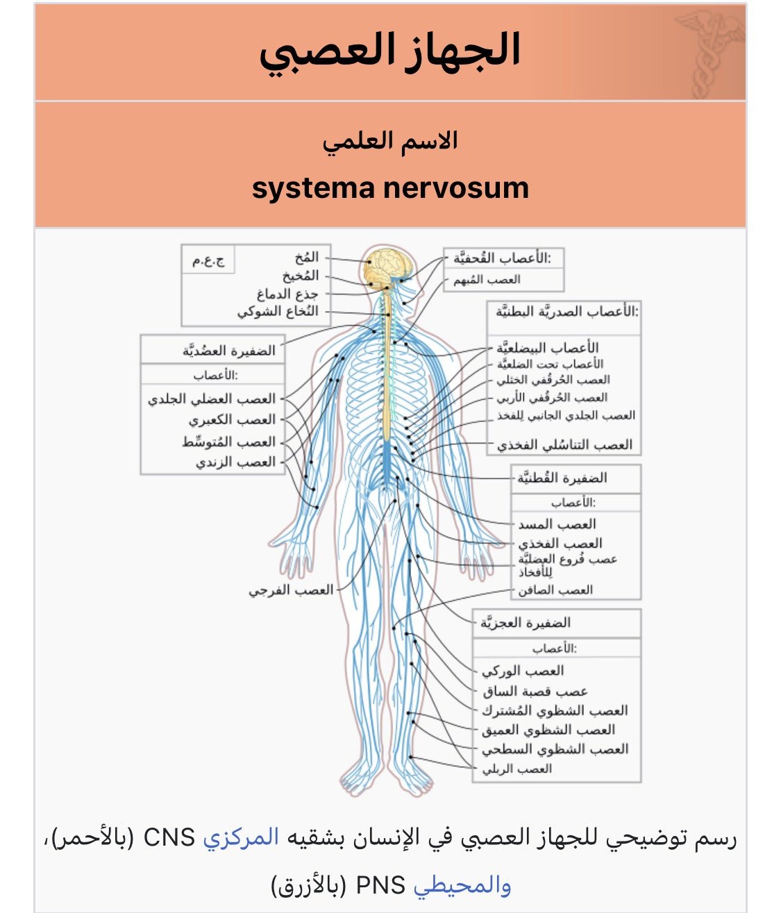 الخضيري: طول الجهاز العصبي بجسم الإنسان 75 كيلو متر