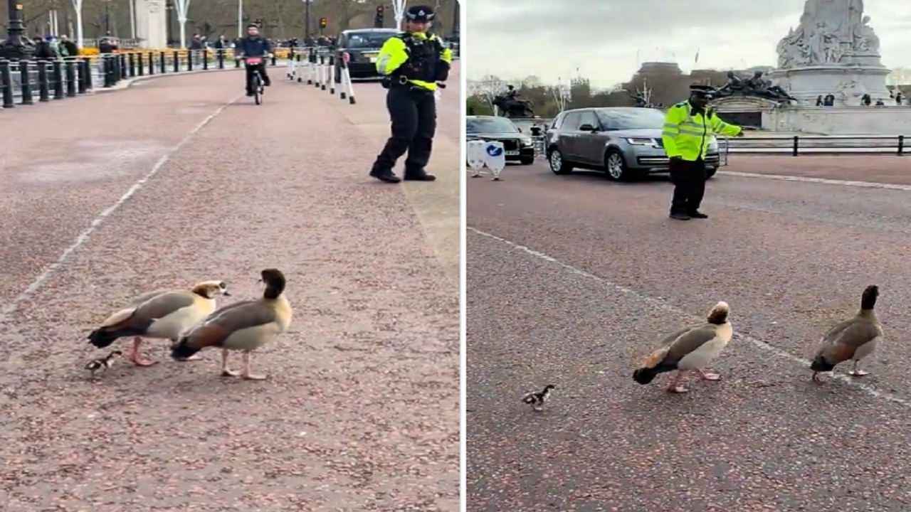شرطة مرور توقف حركة السير لعبور البط أمام قصر باكنغهام.. فيديو