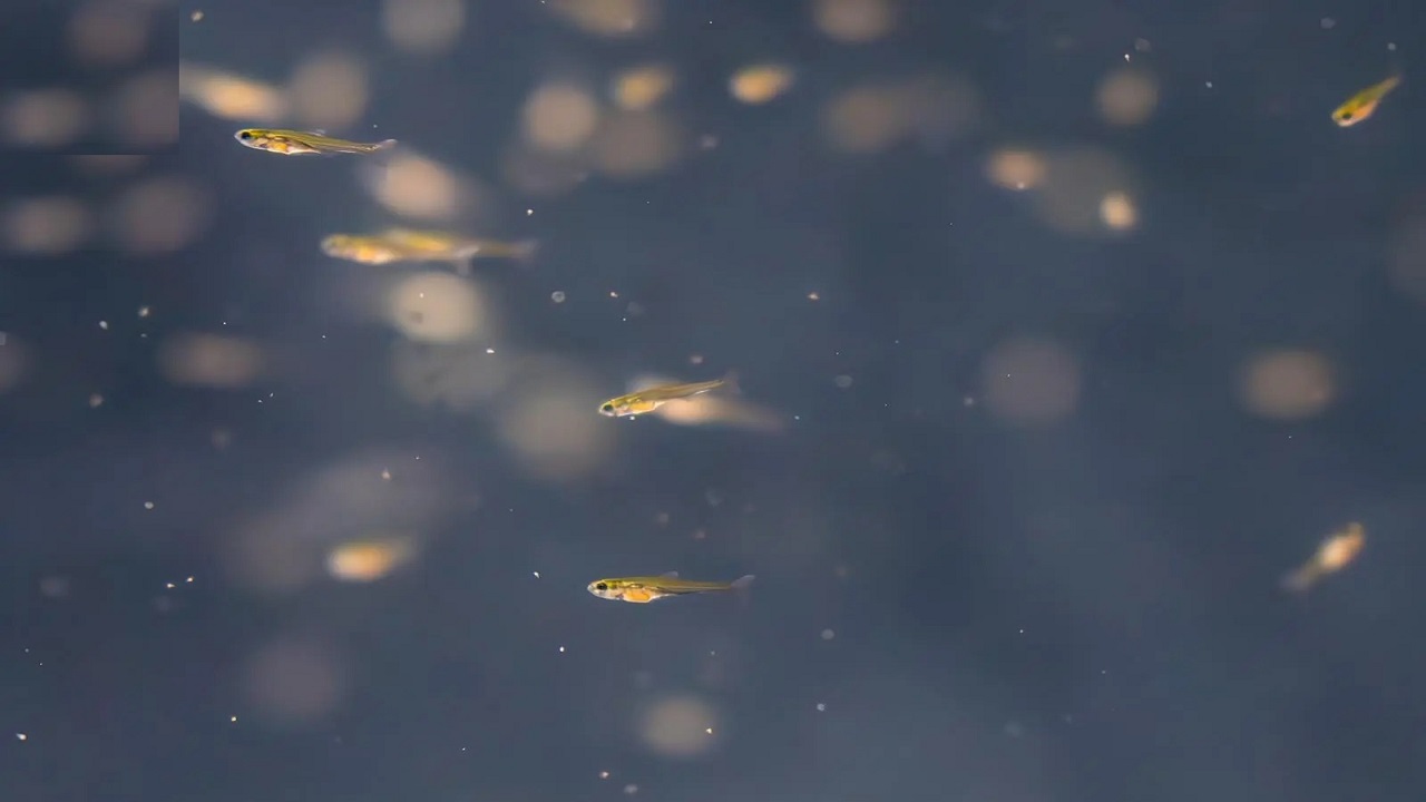 إطلاق أول برنامج لإكثار وإعادة توطين أسماك المياه العذبة بالتعاون مع “كاوست”