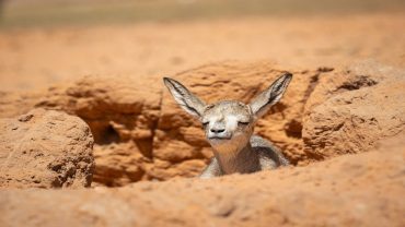 55 مولودًا جديدًا يعزز الحياة الفطرية في محميتي الإمام عبدالعزيز بن محمد والملك خالد الملكيتين