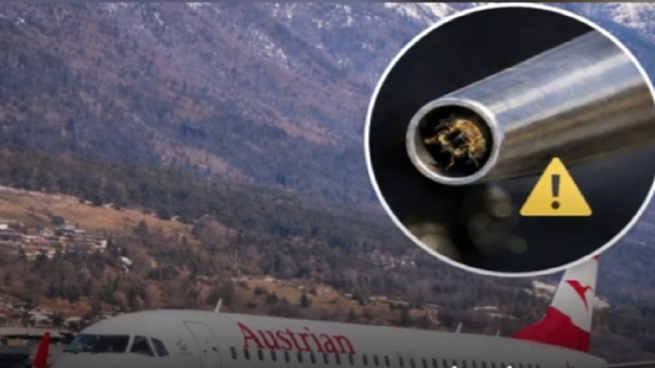إلغاء إقلاع طائرة ركاب نمساوية بسبب نحلة.. فيديو