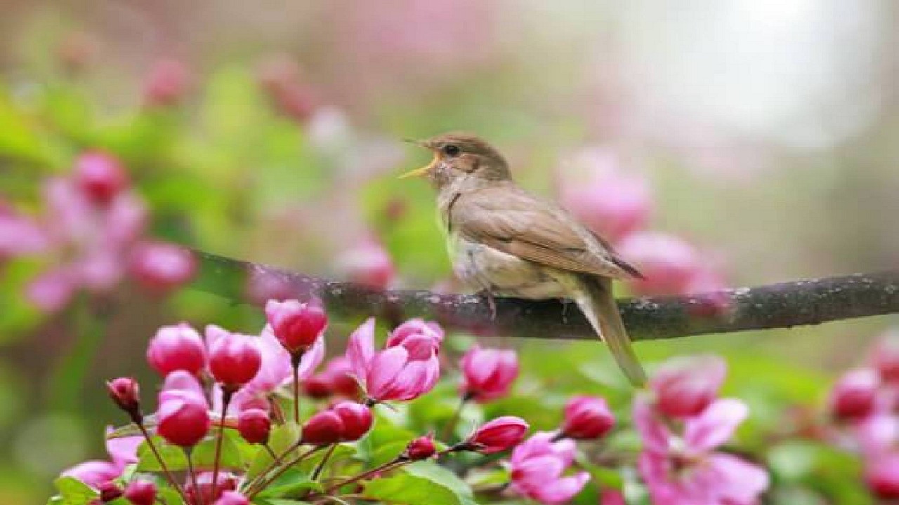 دراسة: أصوات الطبيعة المألوفة تؤثّر إيجابيًا على الحالة النفسية