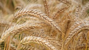 الهيئة العامة للأمن الغذائي ترسي الدفعة الثالثة من القمح المستورد هذا العام