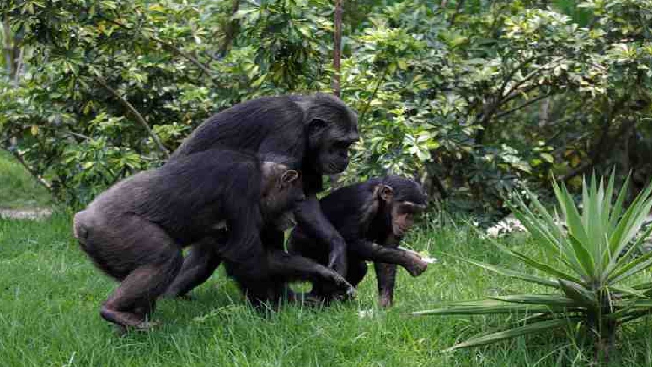 اندلاع حرب دموية بين القرود في غابات أوغندا