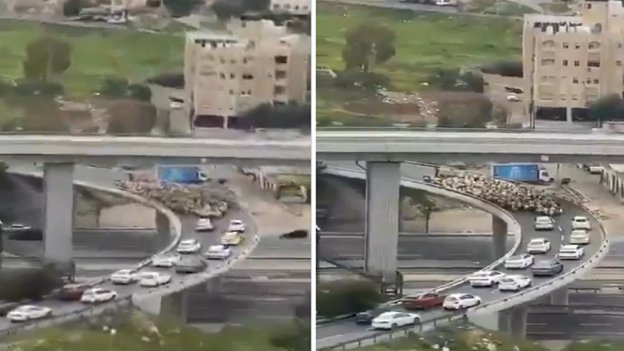 مشهد طريف لعشرات الأغنام تسير فوق جسر بصحبة راعيها.. فيديو