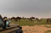 ضبط مواطنين مخالفين لنظام البيئة