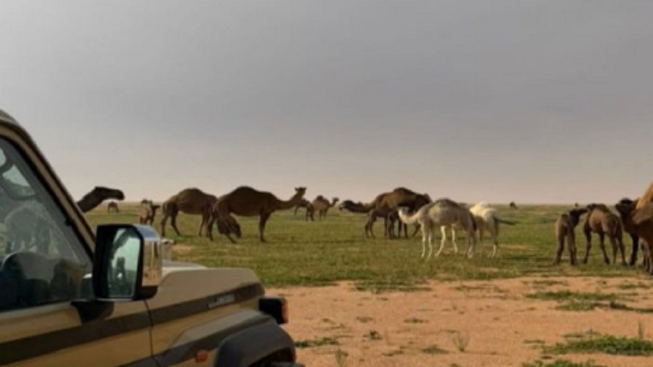 ضبط مواطنين مخالفين لنظام البيئة