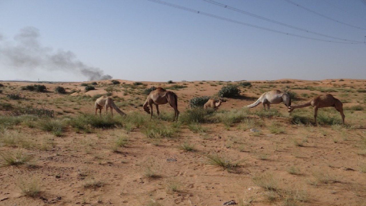 بدء “موسم الرعي” بمنطقة المدينة المنورة