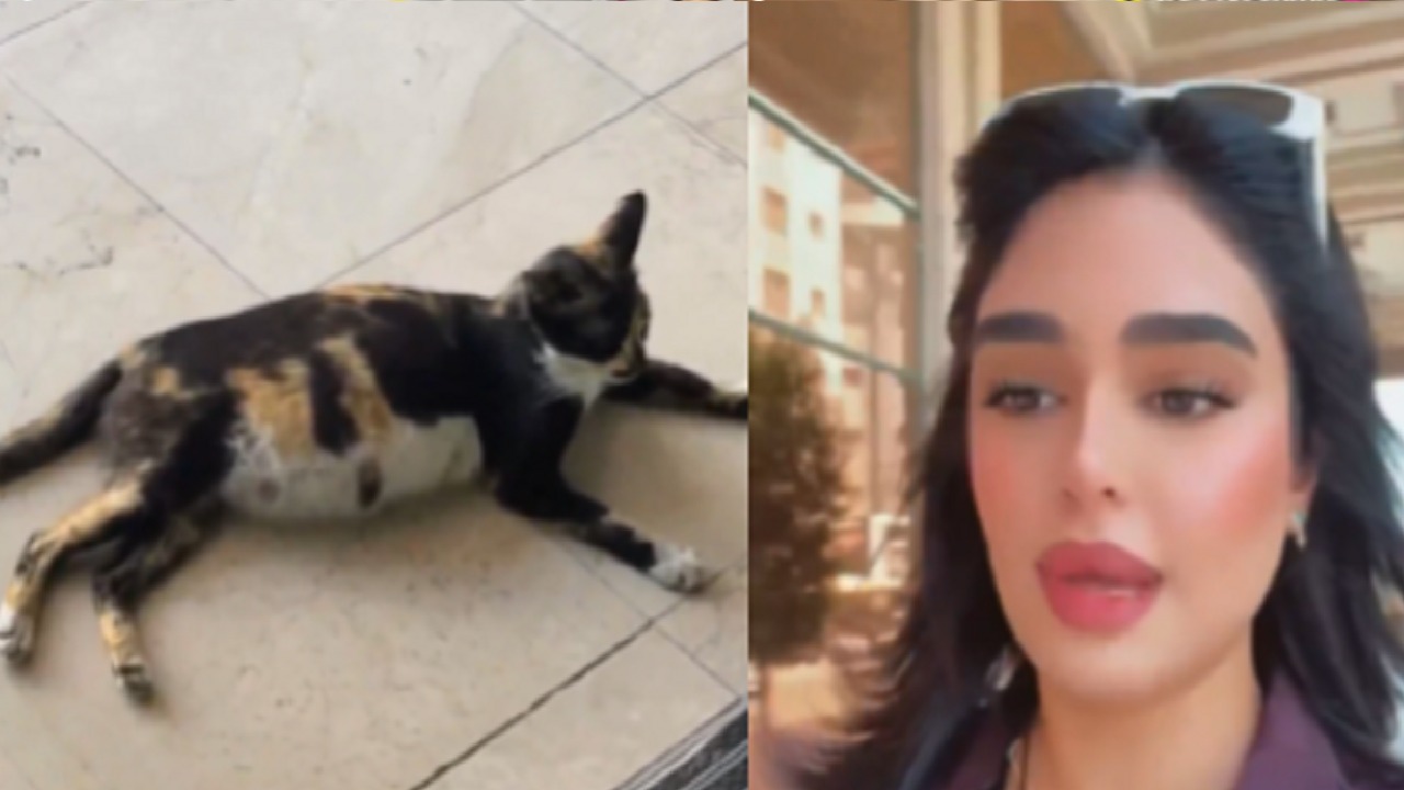 ليالي دهراب تنفعل على رجل ركل قطة حامل في بطنها.. فيديو