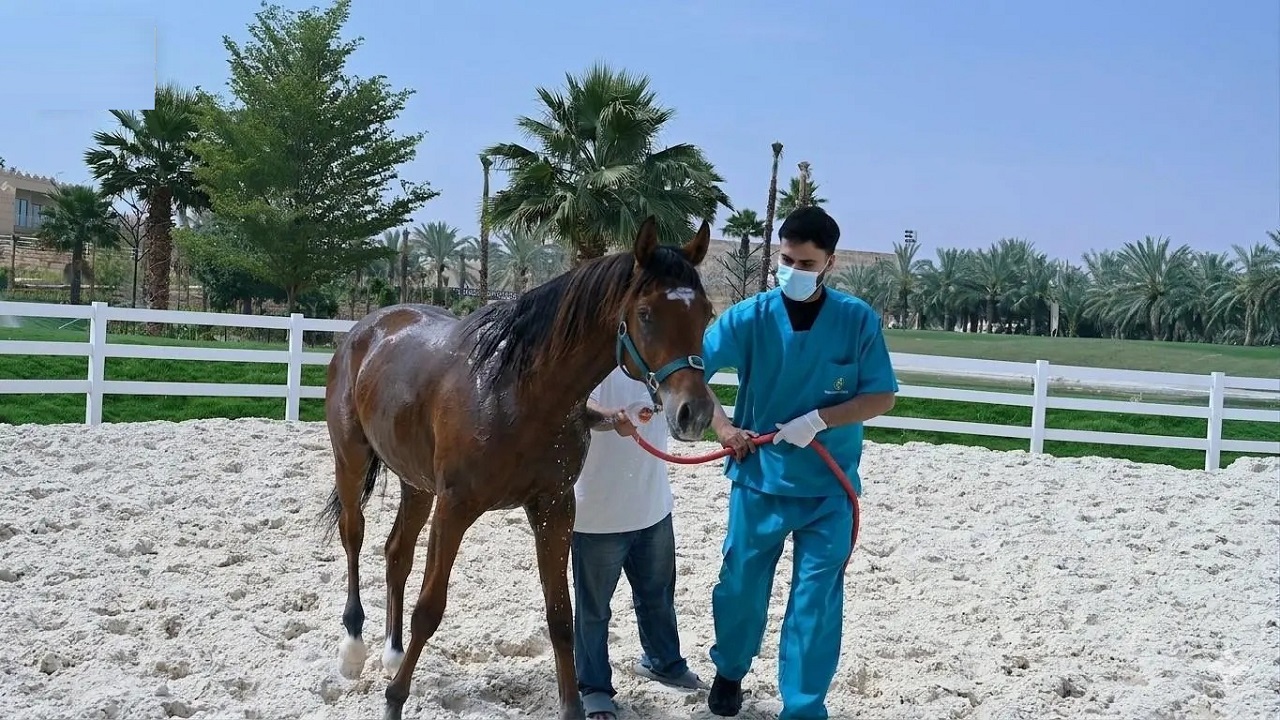 “وقاء” يعلن خلو المملكة رسميًا من مرض التهاب الشرايين الفيروسي في الخيول