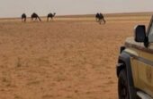 ضبط مواطنين مخالفين لنظام البيئة