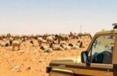 ضبط مواطن مخالف لنظام الرعي في محمية الإمام تركي بن عبدالله الملكية