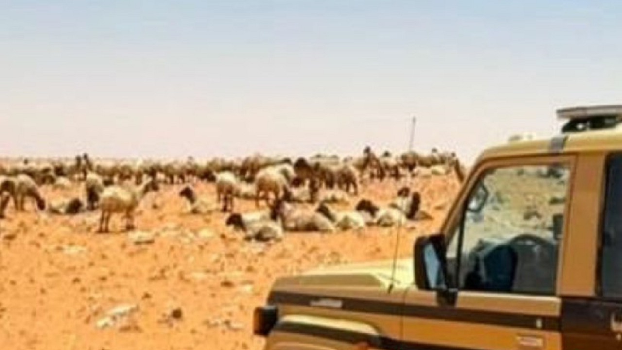ضبط مواطن مخالف لنظام الرعي في محمية الإمام تركي بن عبدالله الملكية
