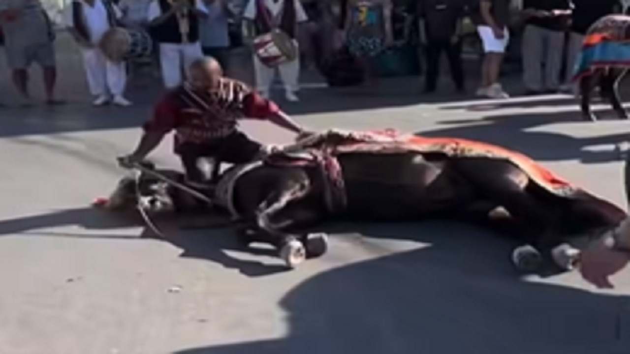 عرض استعراضي يثير موجة غضب في تونس بسبب حصان.. فيديو
