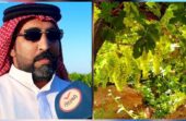 قصة مزارع بالقصيم يزرع 30 ألف شجرة عنب وينتج 250 ألف صندوق سنويًا.. فيديو