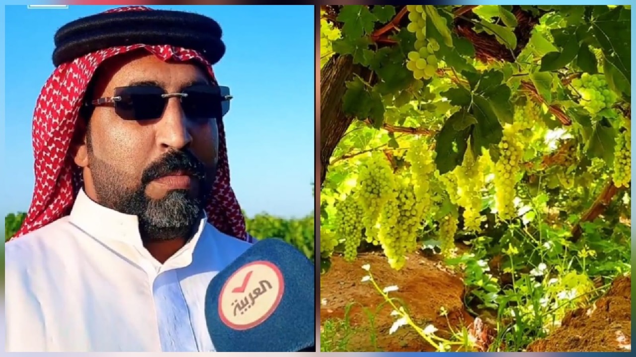 قصة مزارع بالقصيم يزرع 30 ألف شجرة عنب وينتج 250 ألف صندوق سنويًا.. فيديو