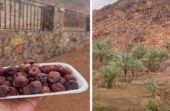 الكعيك أشهر تمور وادي الصفراء في المدينة المنورة.. فيديو